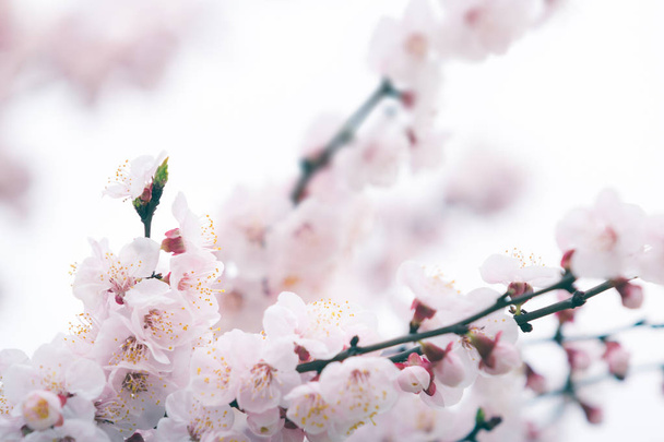 Cherry blossom in spring with soft focus, background - Valokuva, kuva