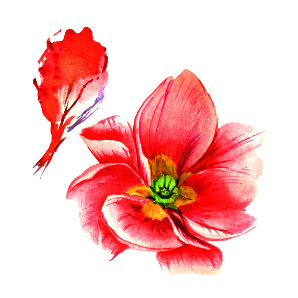 Wildflower primula λουλούδι σε στυλ υδροχρώματος απομονωμένες. - Φωτογραφία, εικόνα