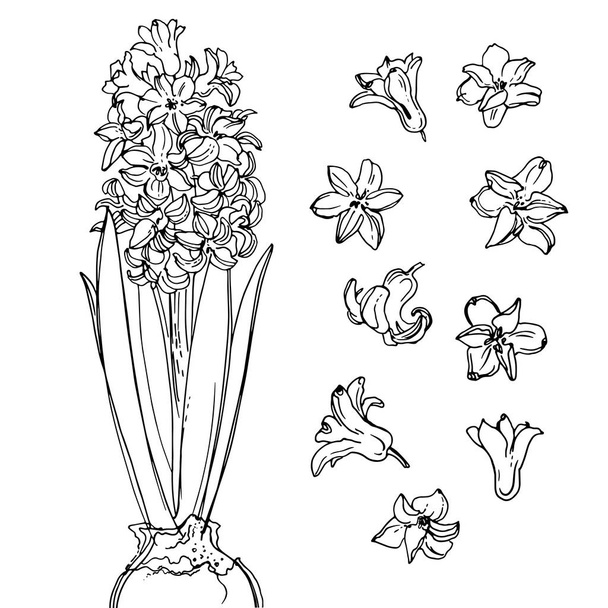 beautiful hand-drawn flowers - Vektor, Bild
