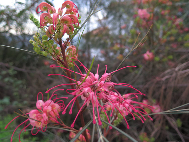 Rode bloem op Grevillea struik - Foto, afbeelding