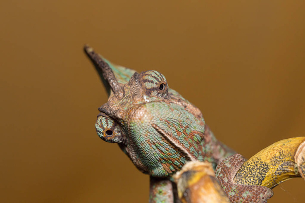 kameleontti - Chamaeleo calyptratus
 - Valokuva, kuva