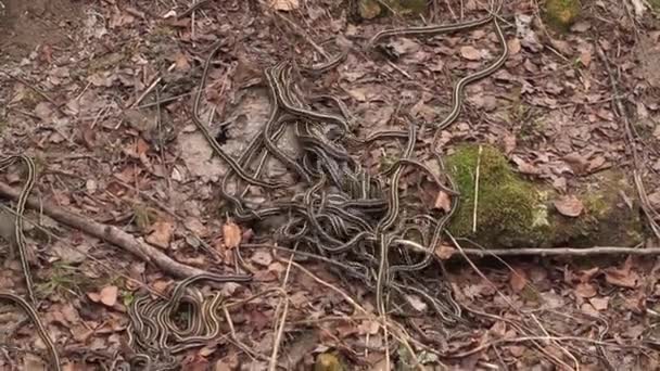 Red sided garter snakes mating - Footage, Video