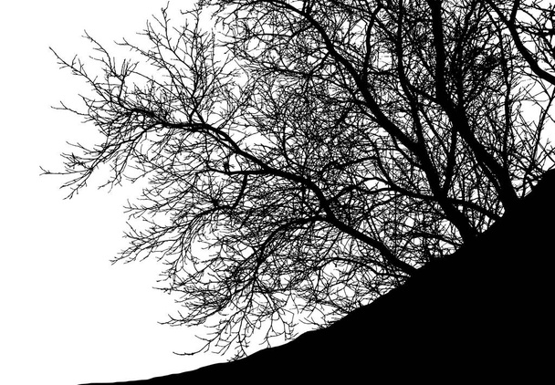 Realistyczne drzewo silhouette (ilustracja wektorowa). - Wektor, obraz