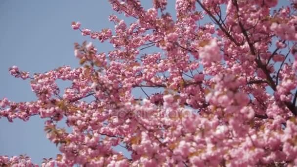 Japon Sakura çiçek açan ağaç. - Video, Çekim