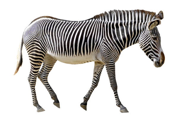 izole grevy zebra - Fotoğraf, Görsel