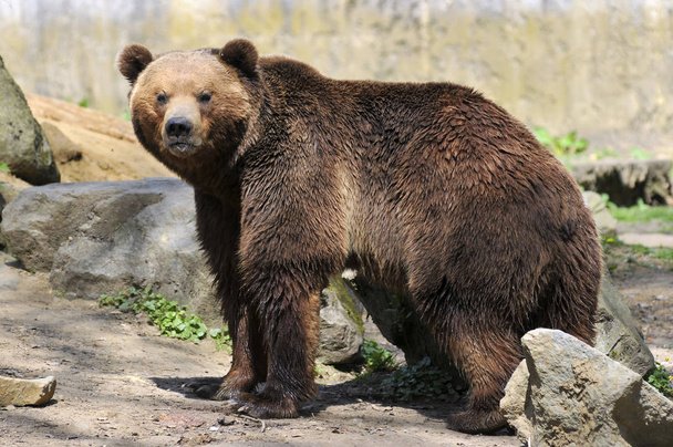 Brown bear standing - Фото, изображение