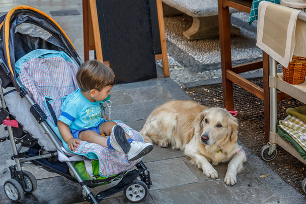 A tender child looks at a dog while in his baby carriage - Photo, Image
