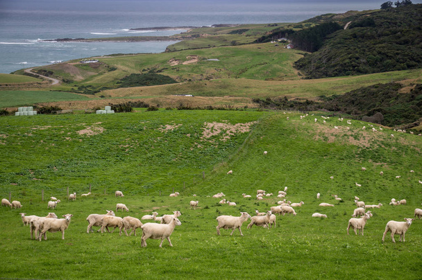 Sheep and lambs grazing on picturesque landscape in New Zealand - Photo, Image