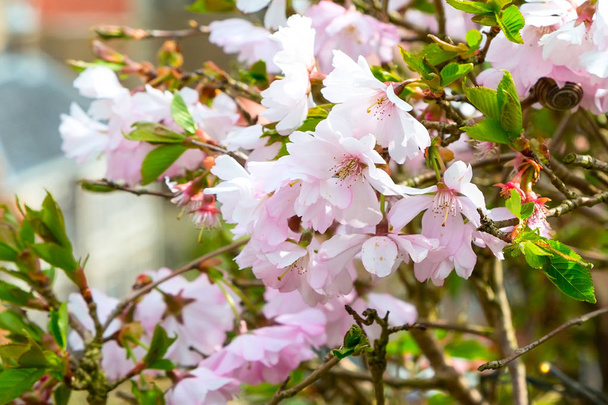 Primavera fiori di mandorlo fiore sfondo
 - Foto, immagini