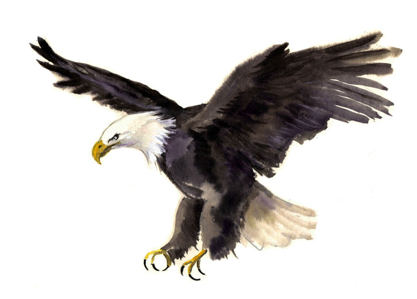 Watercolor eagle on the white background - Photo, Image