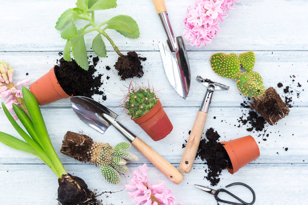 Spring flowers potting with garden tools, pots and soil, on gray wooden table - Foto, Bild