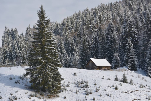 Un vecchio ovile abbandonato coperto di neve all'inizio dell'inverno - Foto, immagini