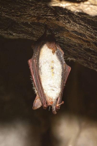 Pipistrello dalle orecchie di topo maggiore (Myotis myotis) - Foto, immagini