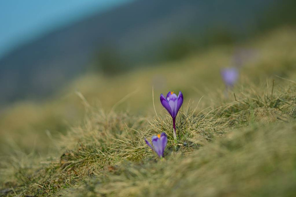 Κρόκος λουλούδια μωβ στο χιόνι花紫のクロッカス - 写真・画像
