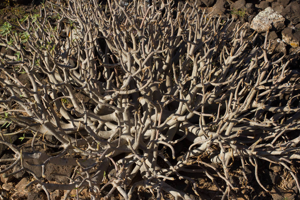 Território árido da ilha de Lobos, Canária, Espanha. Planta Euphorbia balsamifera. Tabaiba dulce. Lanzarote
 - Foto, Imagem