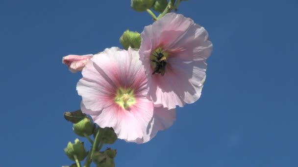 bumblebee flying around two pink flowers - Footage, Video