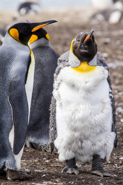 王のフォークランドのペンギン - 写真・画像