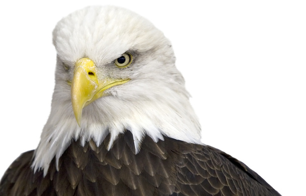 Águila calva
 - Foto, imagen