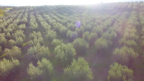Cultivated land with trees during harvest - Materiaali, video