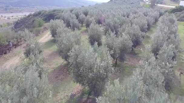 Cultivated land with trees during harvest - Felvétel, videó