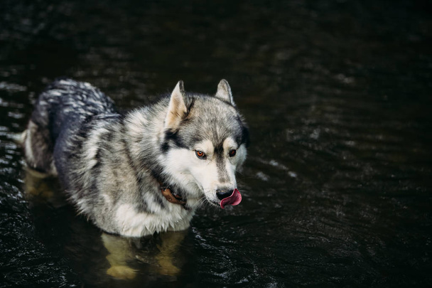 Husky dog running outdoors. - Photo, Image