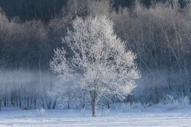 winterlandschap in hokkaido - Foto, afbeelding