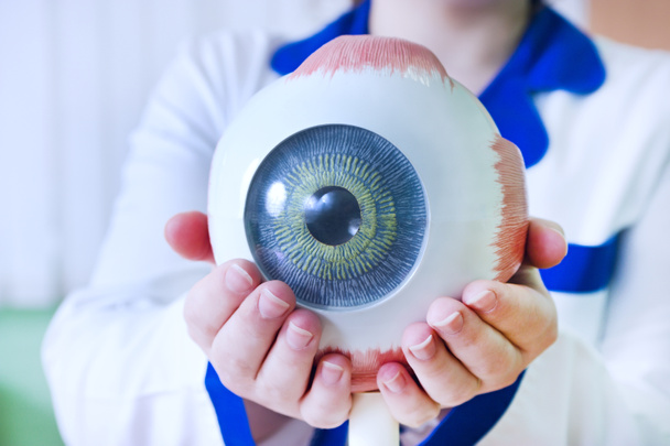 Образец глазного яблока офтальмологии
 - Фото, изображение