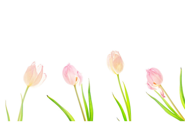Pastel-Tulips-Isolated-on-White-Background - Fotografie, Obrázek