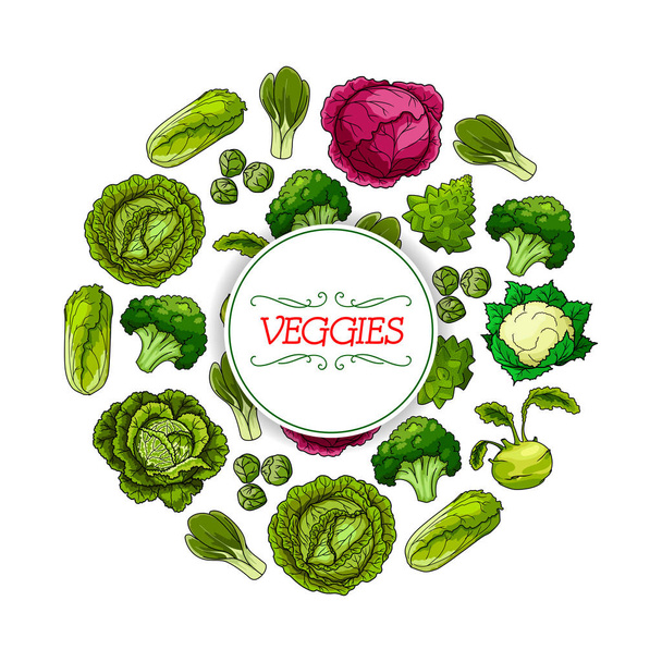 キャベツ野菜と野菜の丸いシンボル - ベクター画像