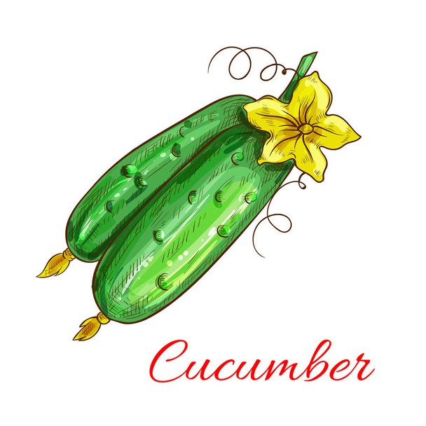 Vector cucumbers. Isolated sketch icons of green fresh whole cucumber vegetable elements with tendrils and flower. Farm garden vegetarian product emblem for grocery shop design - Vector, Image