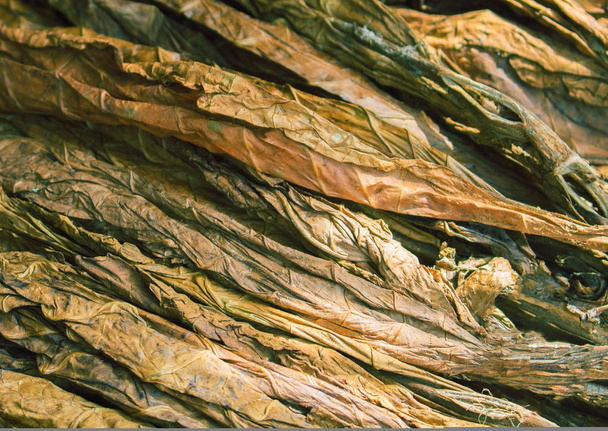 Dried raw tobacco leaves. Golden leaf background. - Photo, image