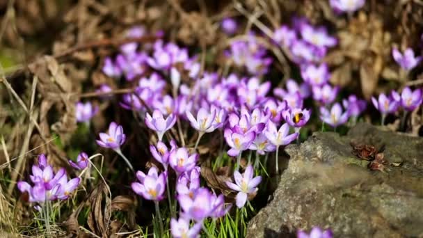 spring flowers snowdrops crocuses - 映像、動画