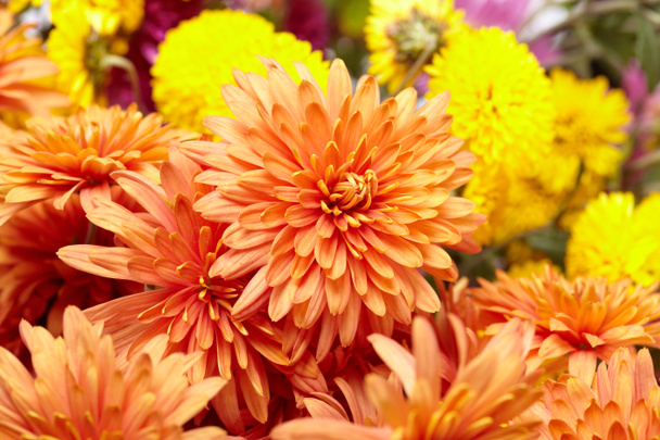 Beautiful chrysanthemum - Photo, Image