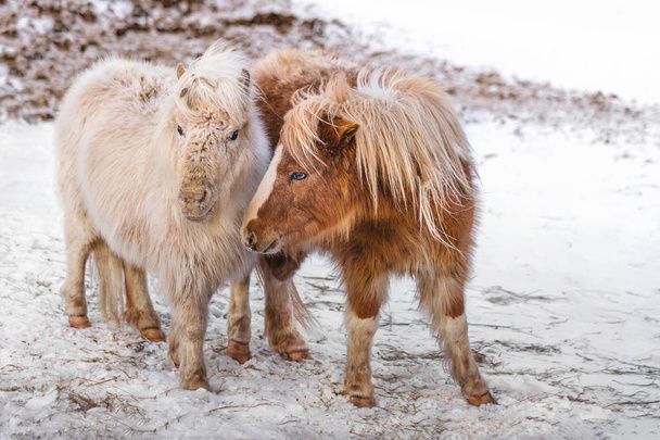 Twee kleine pony paarden op sneeuw in de winter - Foto, afbeelding
