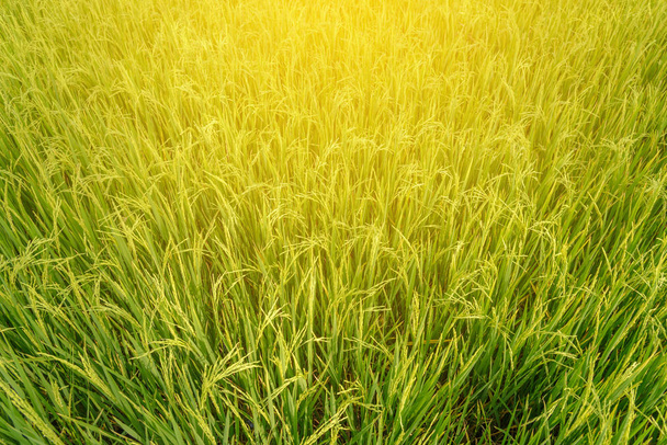 Campo de arroz. Agricultura tailandesa
 - Foto, imagen