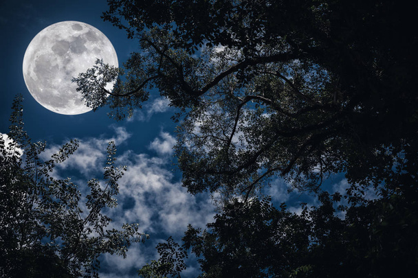 Gece gökyüzünde dolunay karşı ağaçlarının dalları silüeti. - Fotoğraf, Görsel