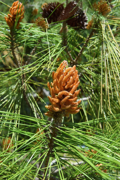 Nadeln und Knospen des Pinus mugo - Foto, Bild