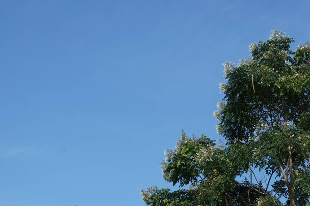 Millingtonia タニウツギ ツリー - 写真・画像