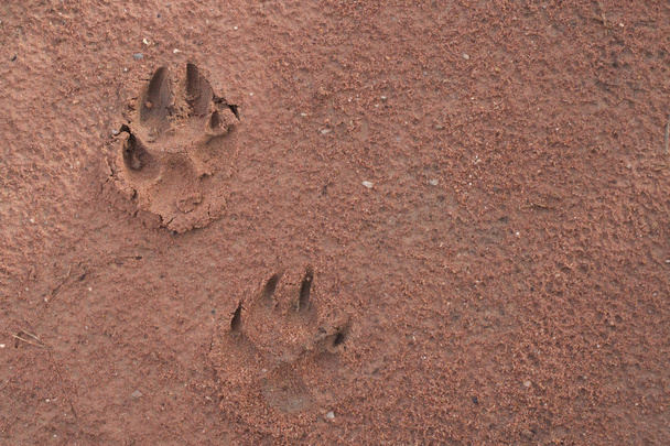 Koiran jalanjäljet punaisella maaperällä
 - Valokuva, kuva