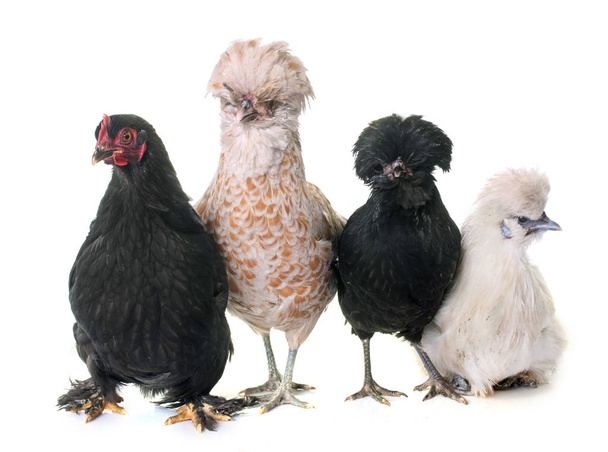 group of chicken - Photo, Image