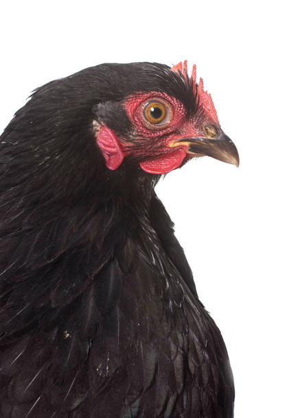 black pekin chicken - 写真・画像