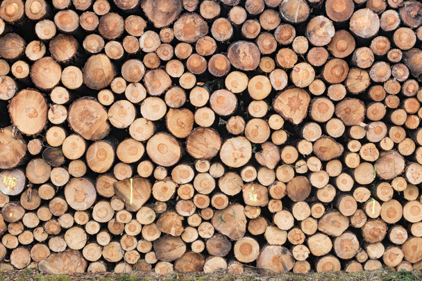 Foto eines Haufens natürlicher Holzstämme - Foto, Bild