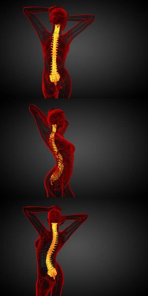 3d απόδοση ιατρική απεικόνιση της ανθρώπινης σπονδυλικής στήλης  - Φωτογραφία, εικόνα