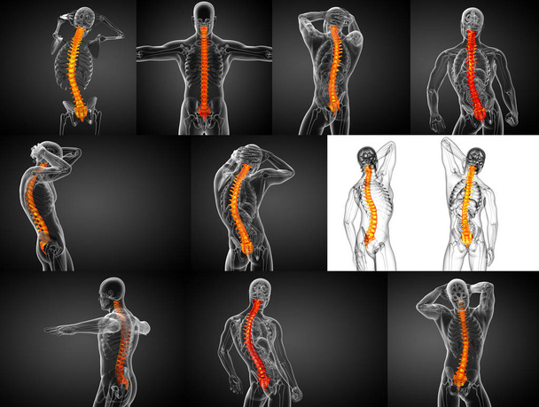 人間の背骨の3Dレンダリング医療イラスト  - 写真・画像