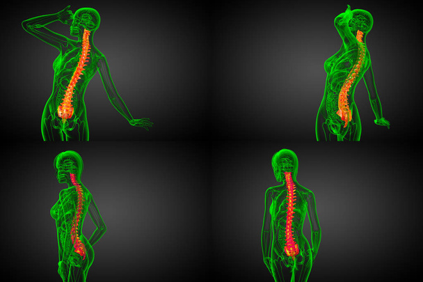 Illustration médicale en 3D de la colonne vertébrale humaine  - Photo, image