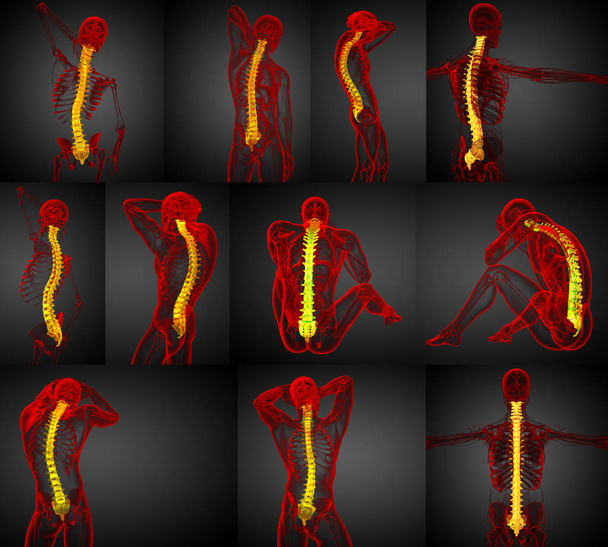 3d rendering medical illustration of the human spine  - Photo, Image