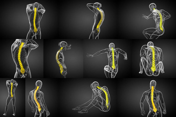 3d representación médica ilustración de la columna vertebral humana  - Foto, imagen