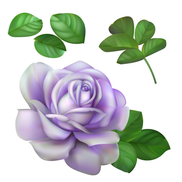Isolated lilac vector mesh rose and leaves - Vector, Image