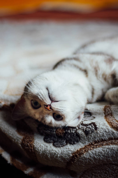 Scottish Straight cat - beau chat allongé sur le lit
. - Photo, image