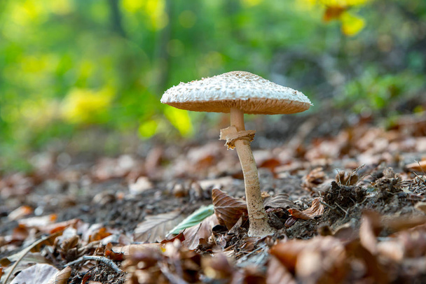 Gros plan d'un champignon parasol (Macrolepiota procera ou Lepiota procera) au fond vert de forêt trouble. Feuilles d'automne sur le sol
. - Photo, image